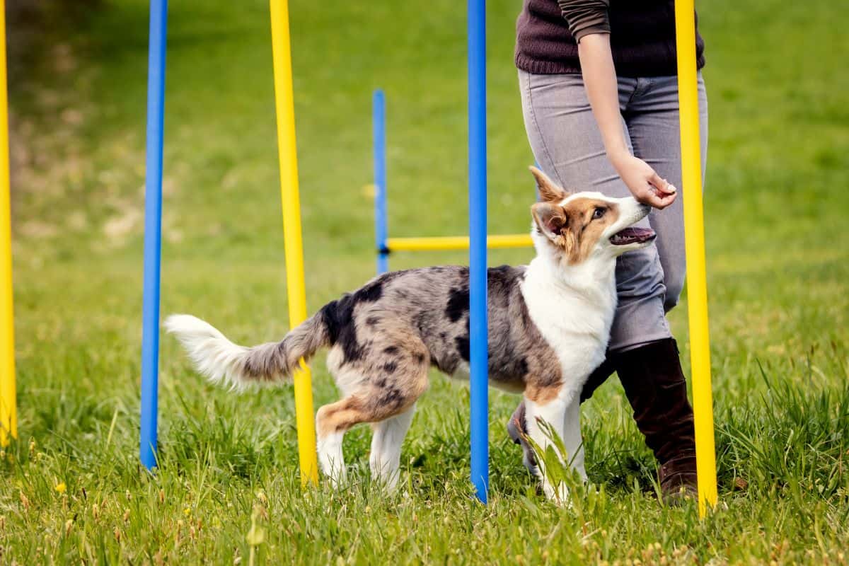 Sierra Canine Expands Renowned Dog Training Services to Redding, Durham, and Live Oak